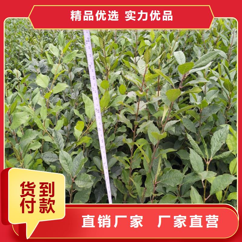北美冬青苹果苗工厂批发用心做好细节