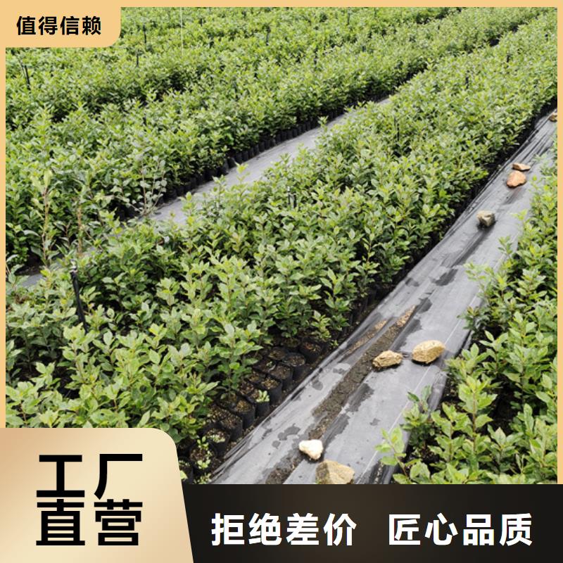 北美冬青-苹果苗支持定制加工一站式采购