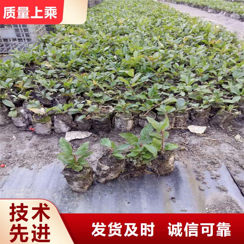 北美冬青无花果苗支持定制贴心售后厂家实力雄厚