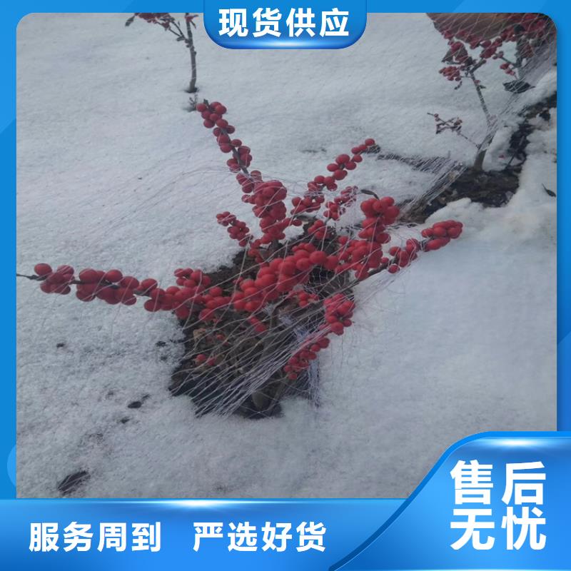 北美冬青樱桃苗产品优势特点拒绝中间商