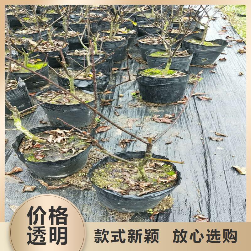 北美冬青无花果苗应用范围广泛本地经销商