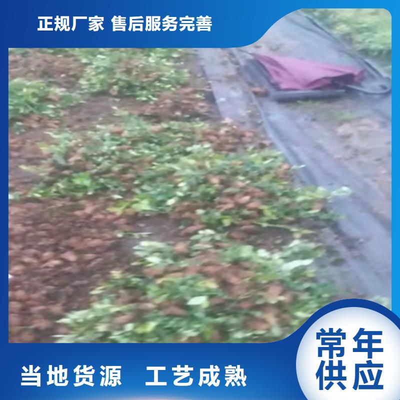 蓝莓苗北美冬青种类丰富本地货源