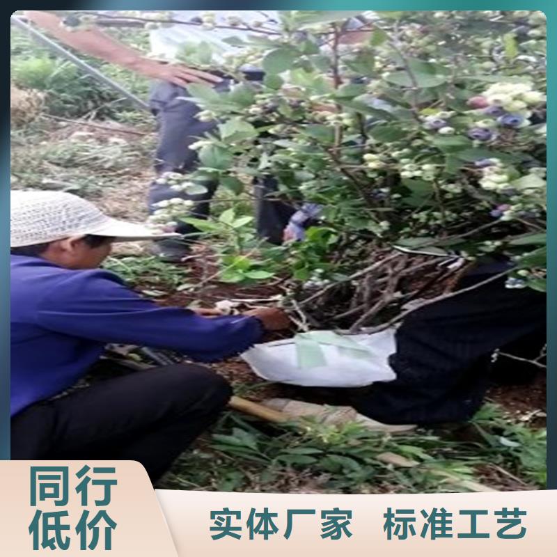 蓝莓苗石榴树工期短发货快长期供应