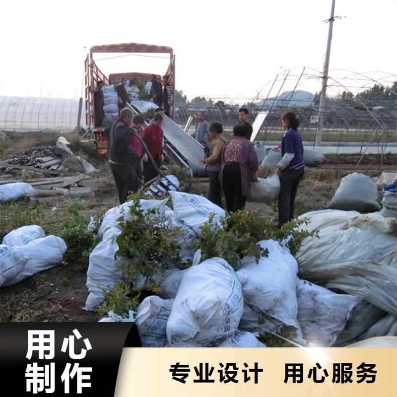 【蓝莓苗梨树苗大厂生产品质】设计制造销售服务一体