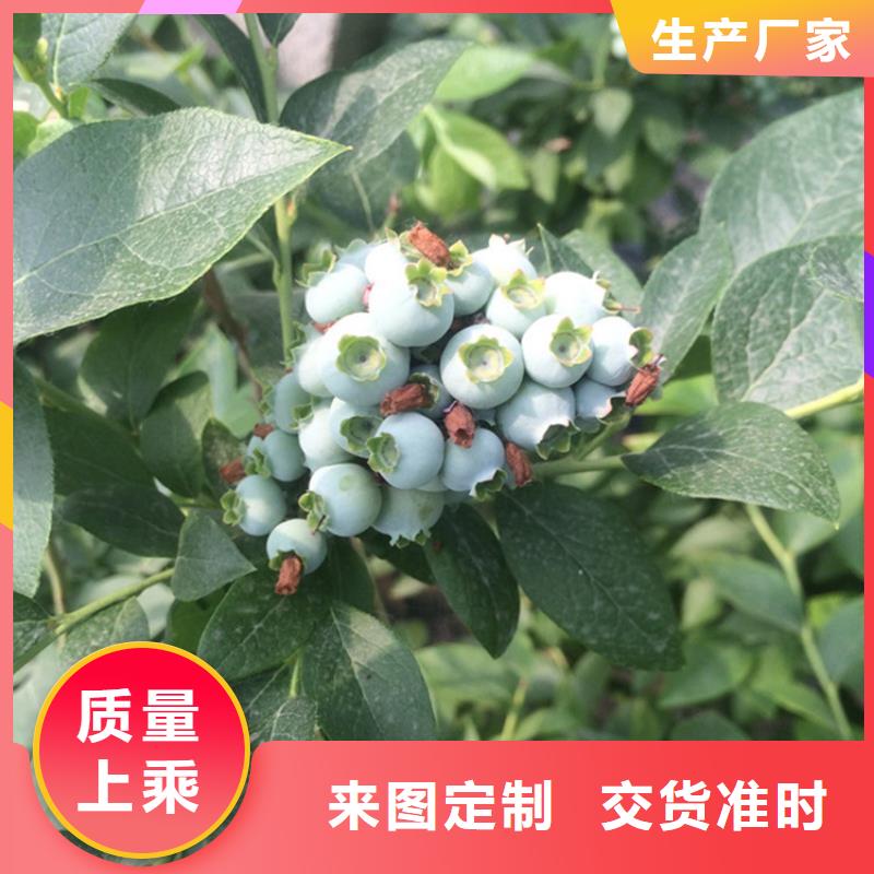 蓝莓苗苹果苗源头厂商品质好才是硬道理