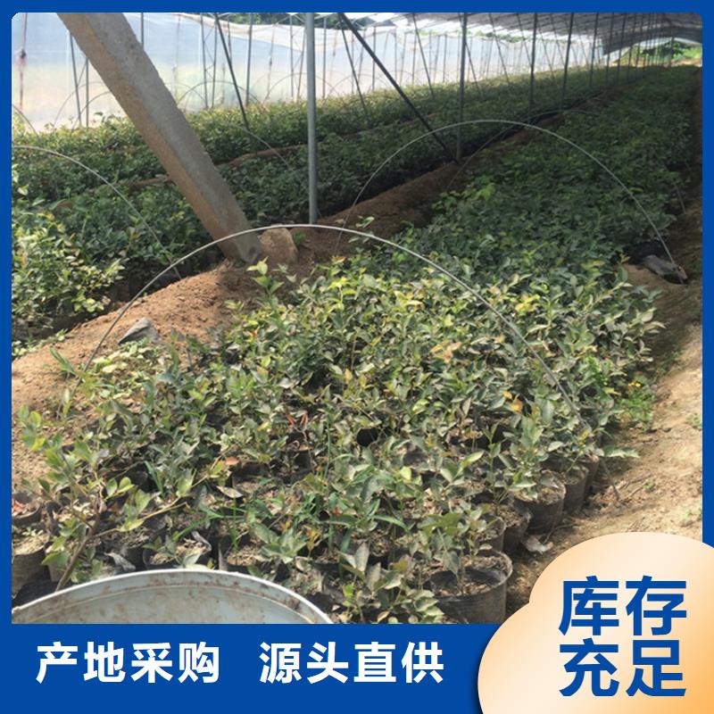蓝莓苗,石榴树多种规格供您选择同城供应商