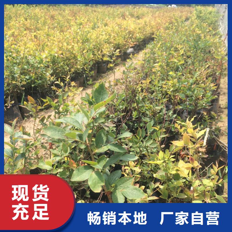 蓝莓苗打造好品质优质原料