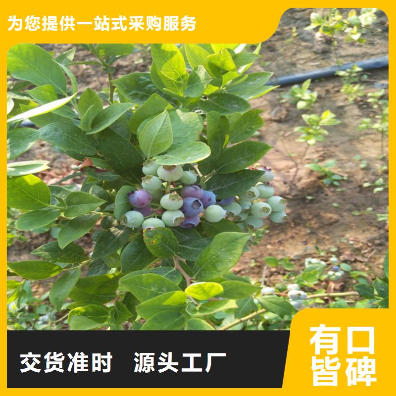 蓝莓苗樱桃苗全品类现货同城品牌