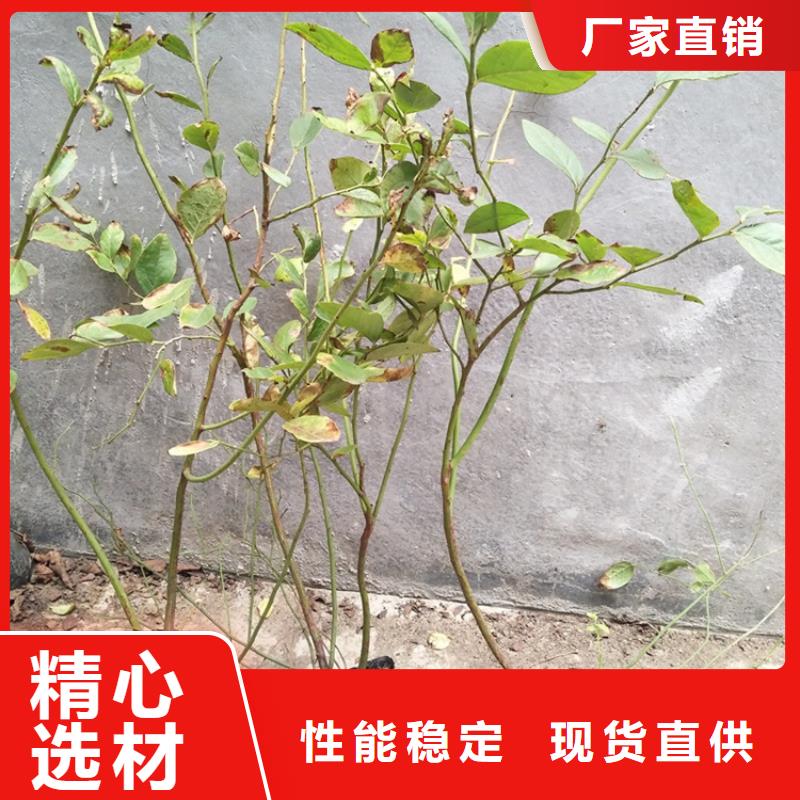 蓝莓苗樱桃苗放心选购当地货源