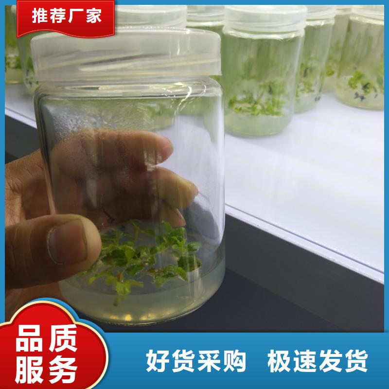 蓝莓苗-无花果苗认准大品牌厂家送货上门