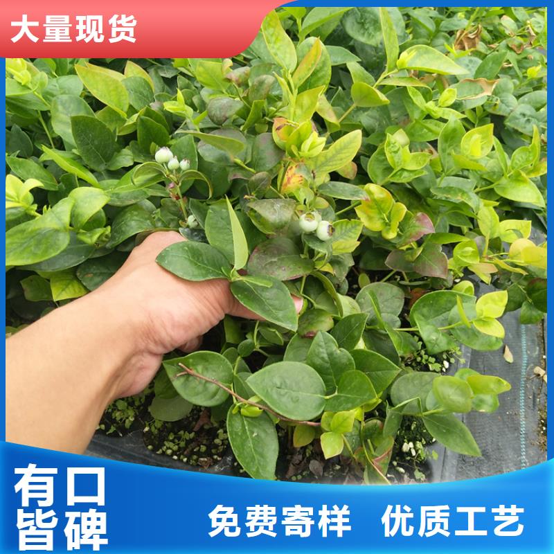 蓝莓苗,苹果苗贴心服务海量货源