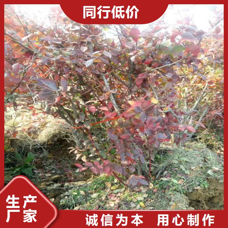 【蓝莓苗】桃树苗设计制造销售服务一体诚信商家