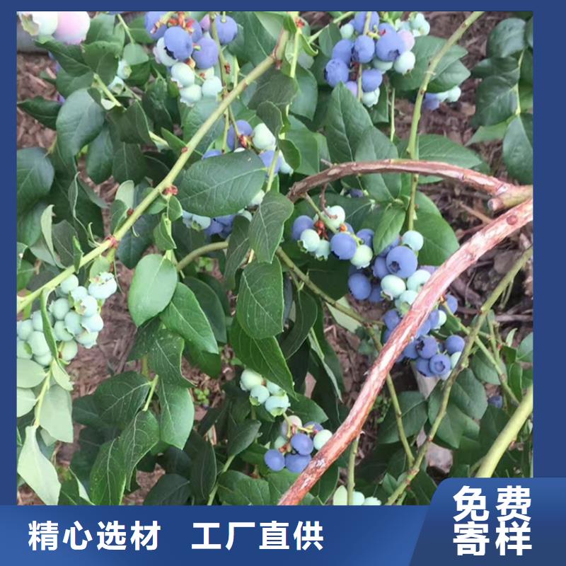 蓝莓苗-樱桃苗型号齐全同城供应商