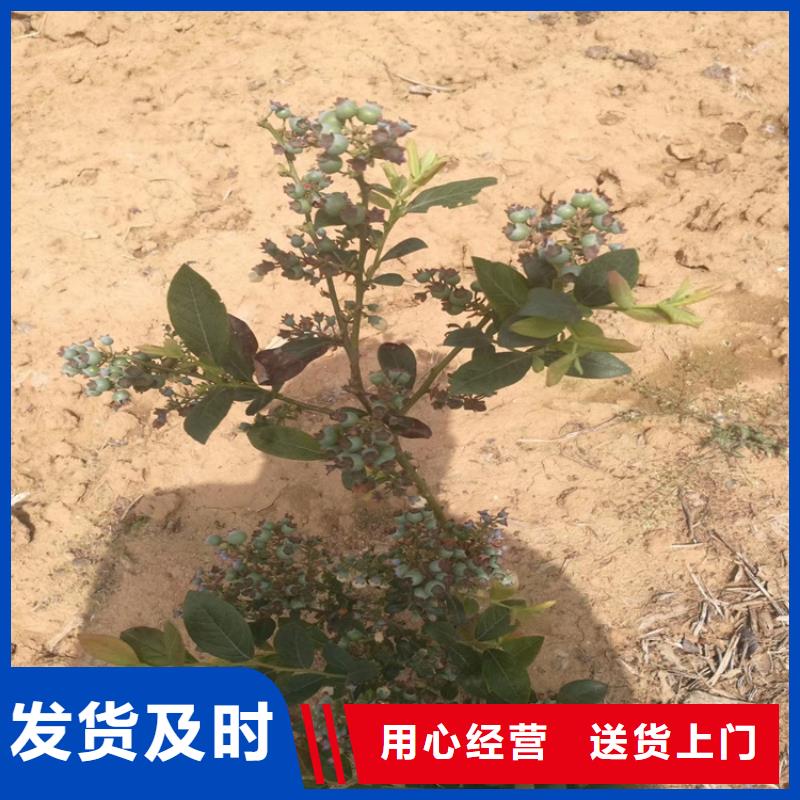 【蓝莓苗】桃树苗满足您多种采购需求精心