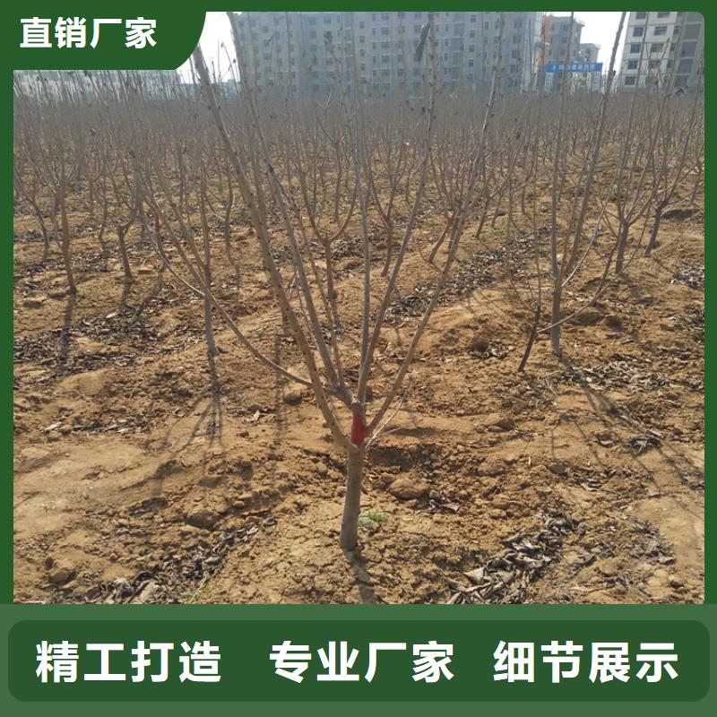 樱桃樱桃苗海量库存满足客户需求