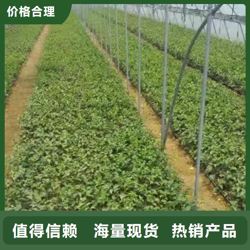 樱桃樱桃苗厂家直销售后完善当地经销商