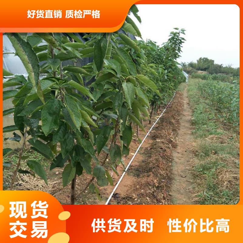 樱桃苹果苗一站式服务超产品在细节