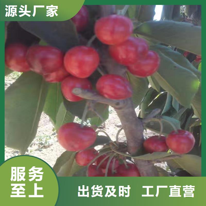 樱桃,蓝莓苗产地直供现货充足量大优惠
