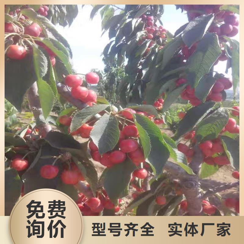 樱桃苹果苗严格把关质量放心当地生产商