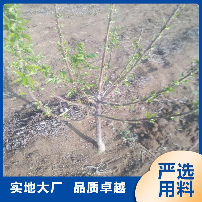樱桃杏树苗品质保障价格合理厂家直销供货稳定