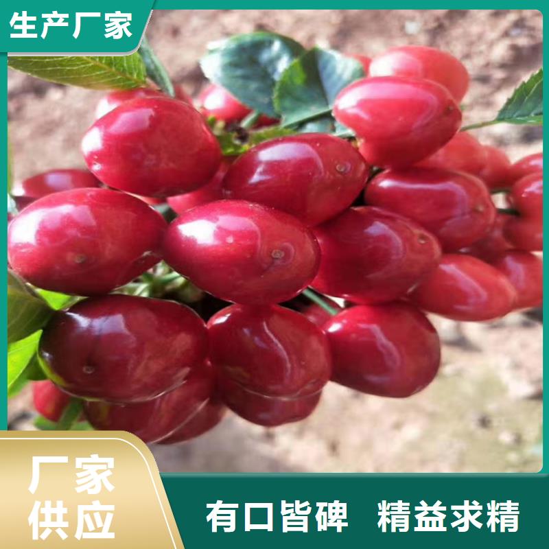 樱桃,樱桃苗好品质选我们品质保证