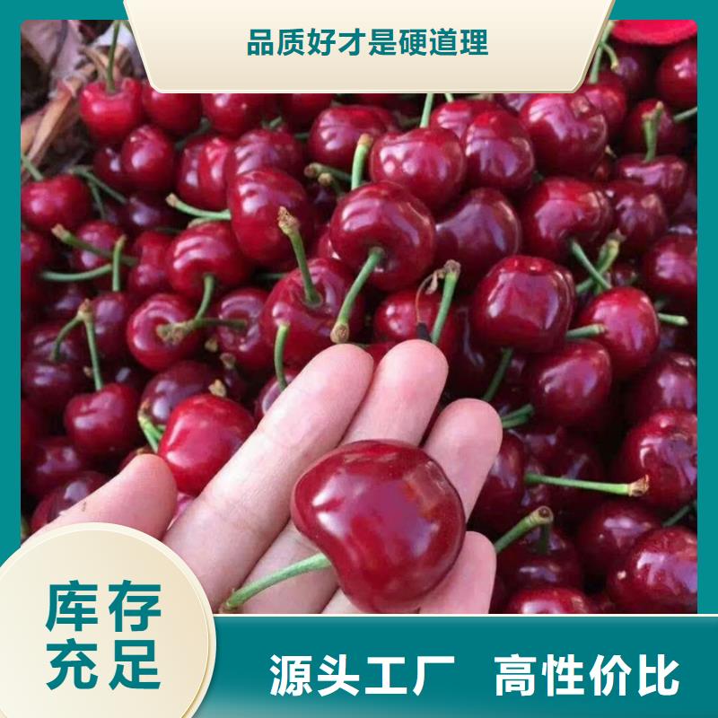 樱桃樱桃苗用心做产品诚信经营