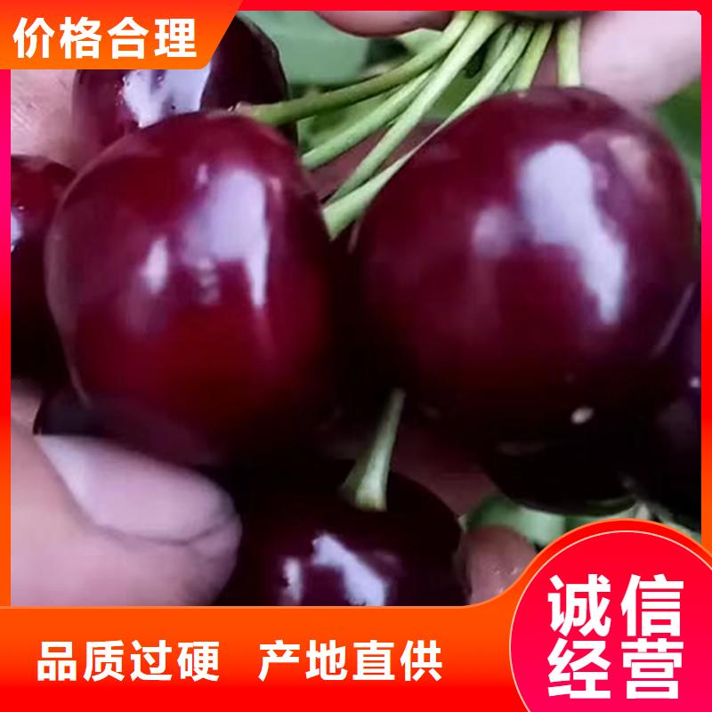 樱桃樱桃苗颜色尺寸款式定制专业厂家