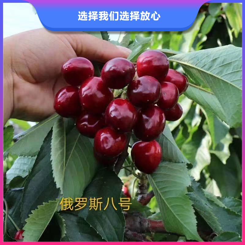 樱桃苹果苗支持批发零售放心购