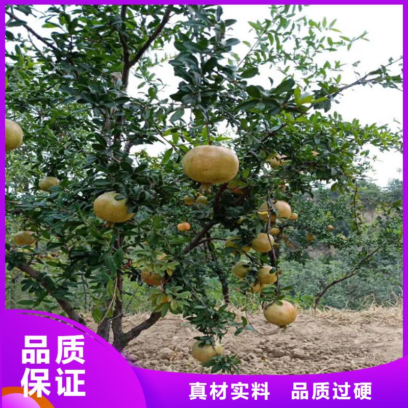 石榴无花果苗货源充足同城厂家