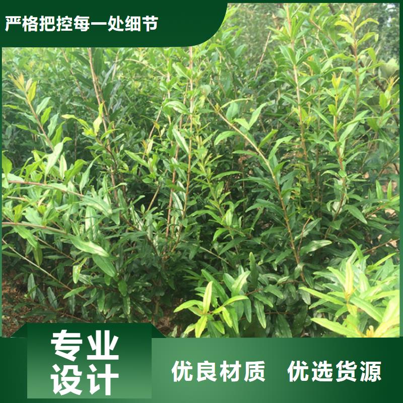 【石榴】樱桃苗货源直销库存充足