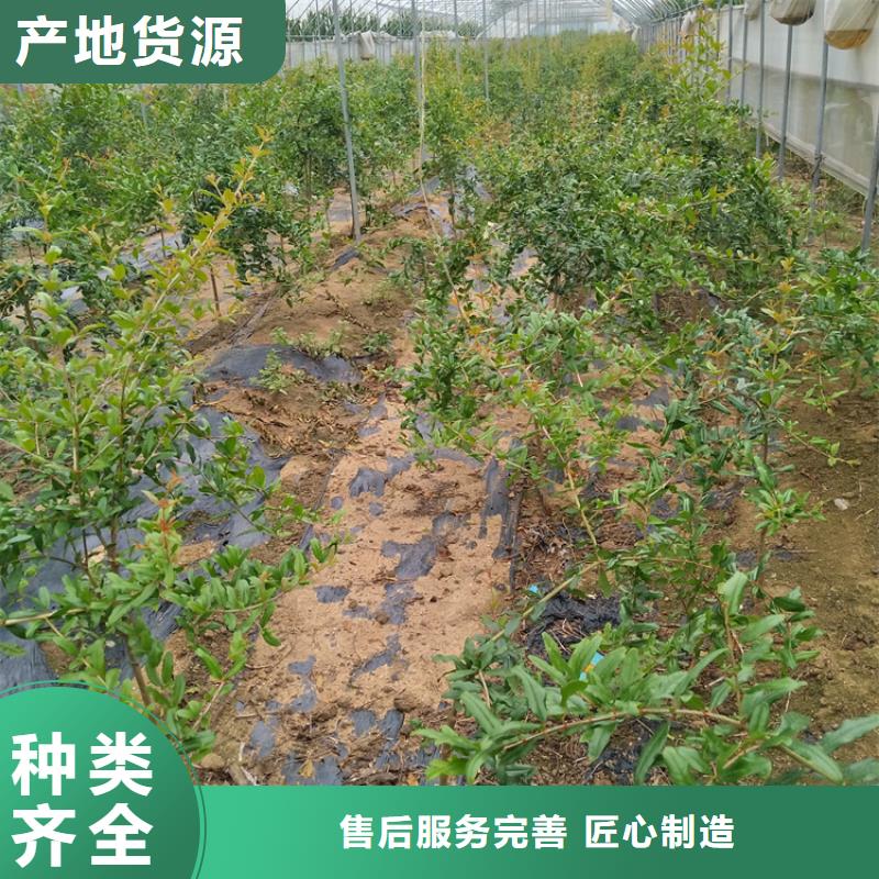 【石榴】梨树苗一站式供应当地生产商