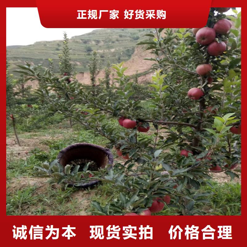 【石榴西瓜苗厂家规格全】质保一年