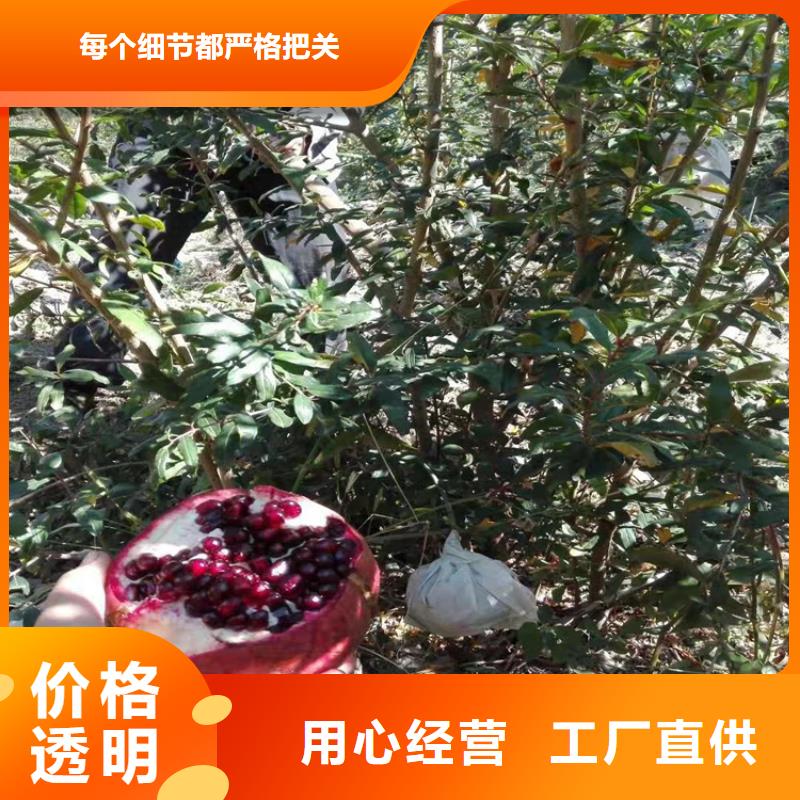 石榴无花果苗懂您所需定制速度快工期短