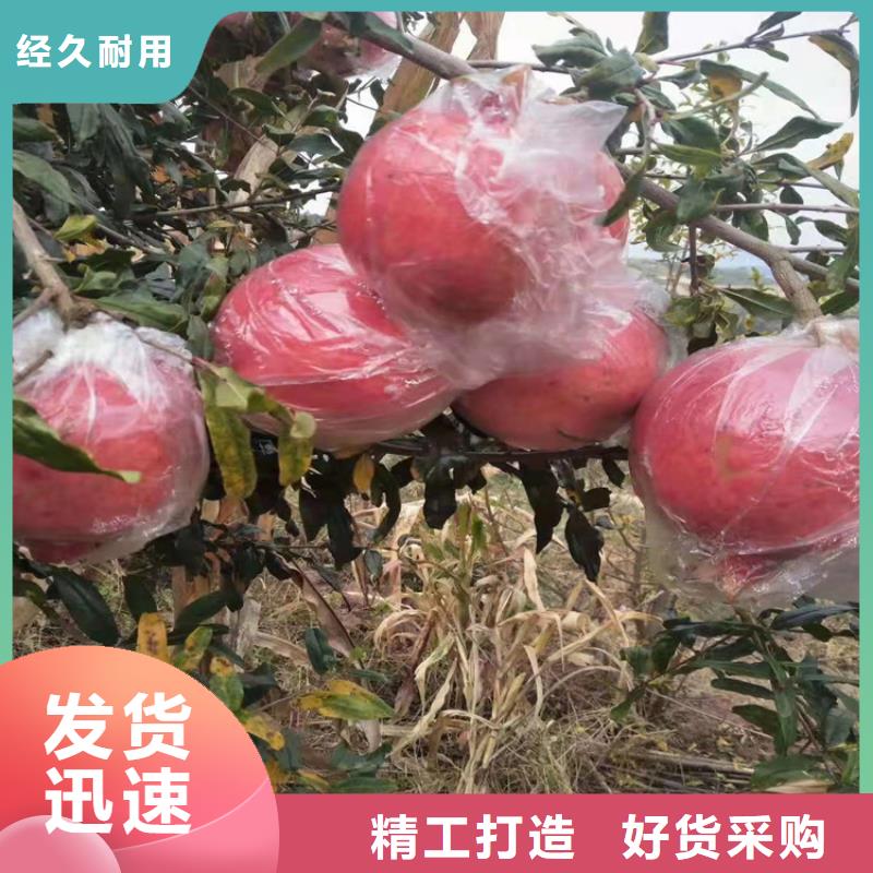 石榴桃树苗快捷物流价格低