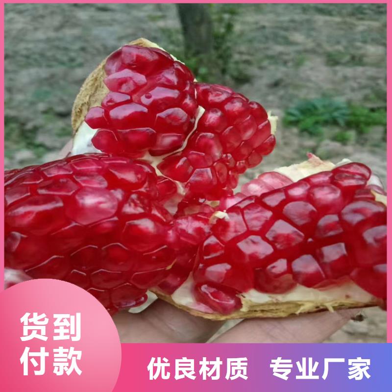 石榴石榴树苗品质保证实力见证厂家型号齐全