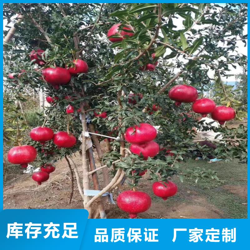 【石榴_桃树苗从厂家买售后有保障】联系厂家