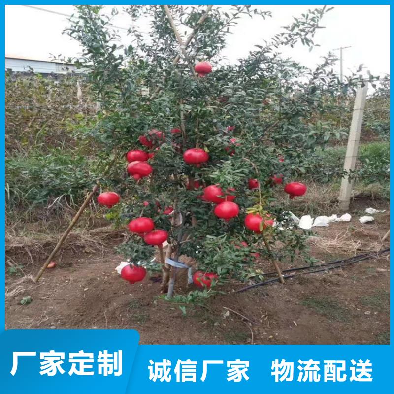 石榴,李树苗厂家精选当地厂家