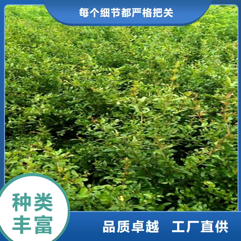 石榴杏树苗直销厂家客户信赖的厂家