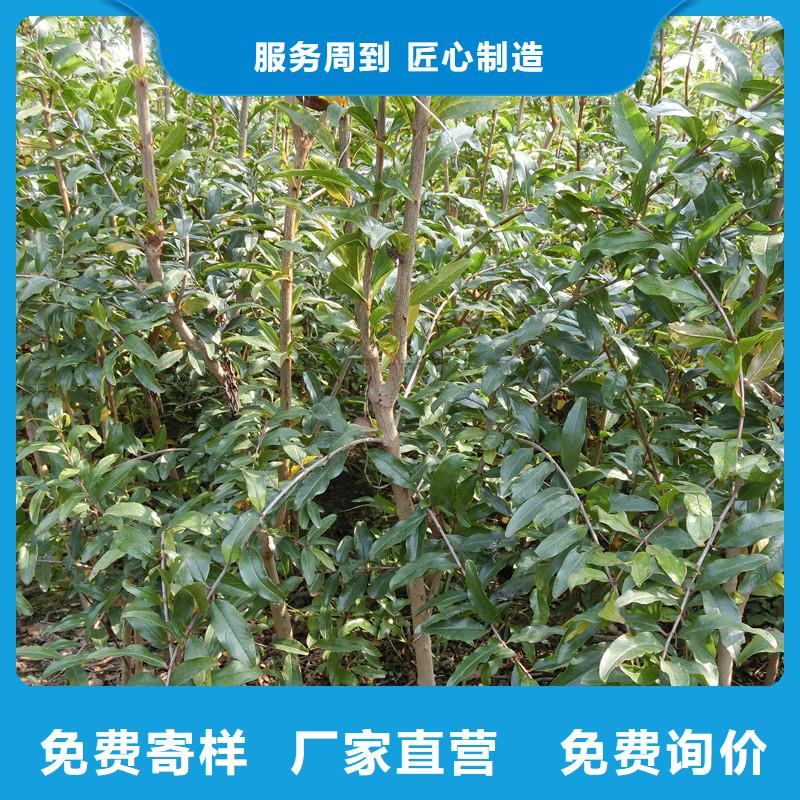 石榴桃树苗种类齐全源头把关放心选购