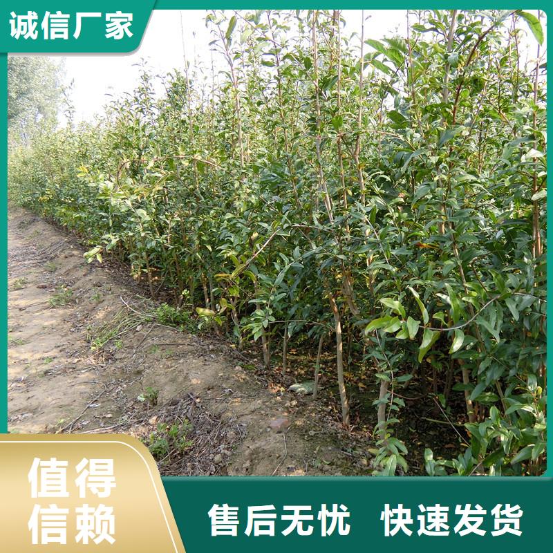 石榴桃树苗量少也做产品细节