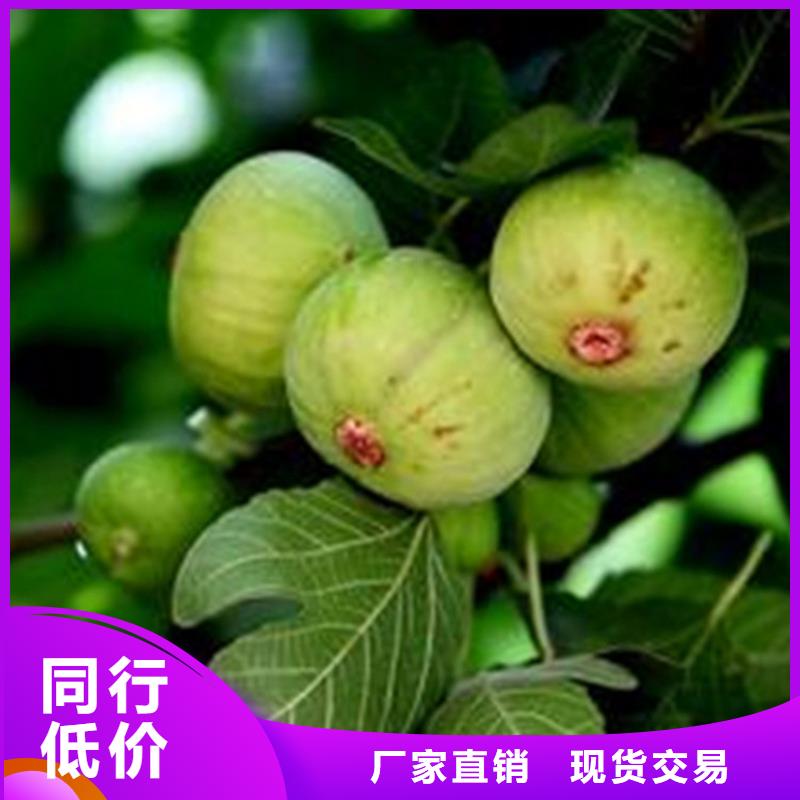 【无花果苹果苗一手价格】精致工艺