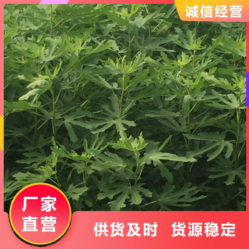 无花果,苹果苗厂家工艺先进懂您所需