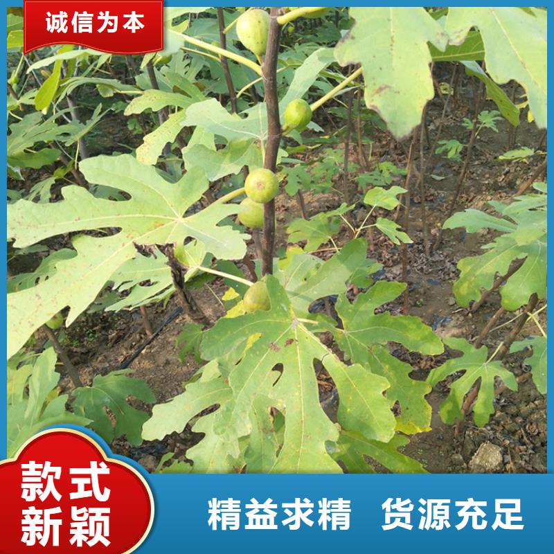 无花果苹果苗好产品好服务自有厂家