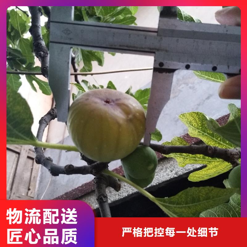【无花果北美冬青一站式供应厂家】出厂价