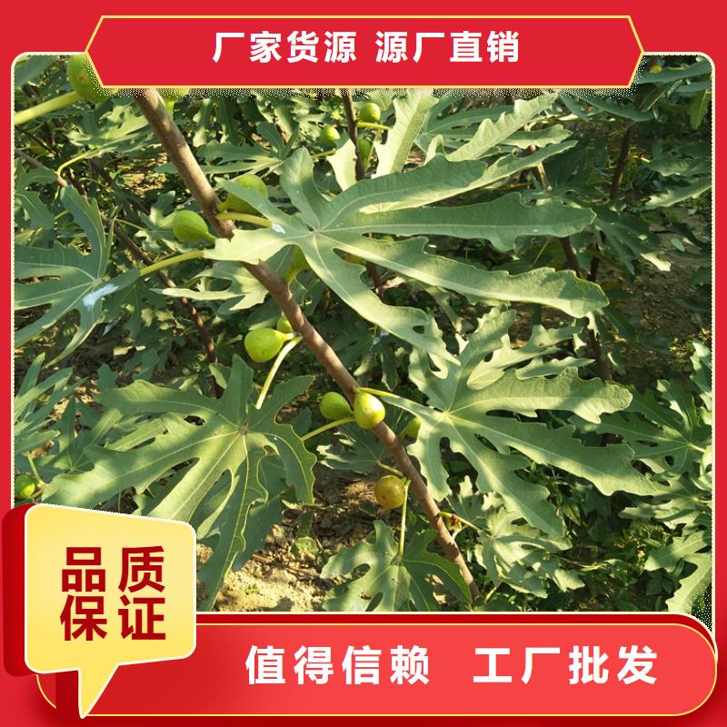 ​无花果_蓝莓苗好货有保障本地厂家