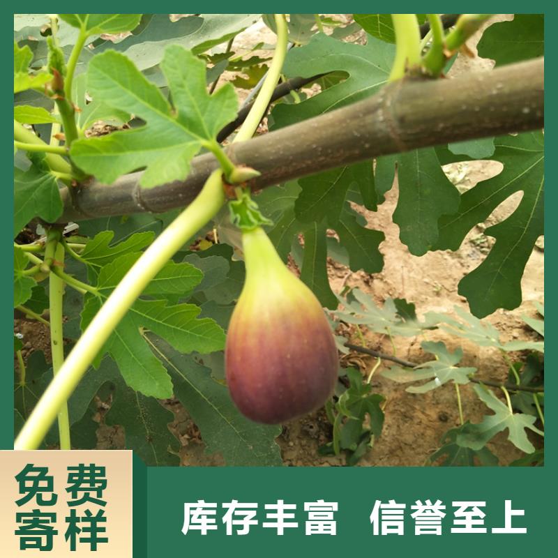 ​无花果樱桃苗厂家直销本地生产厂家