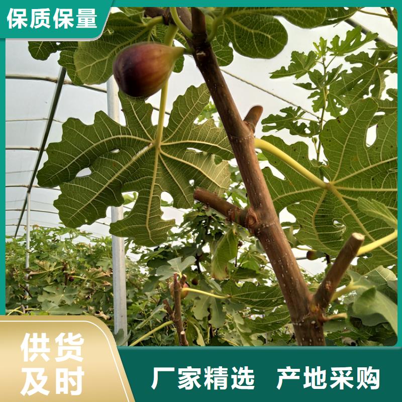【无花果】梨树苗认准大品牌厂家本地服务商