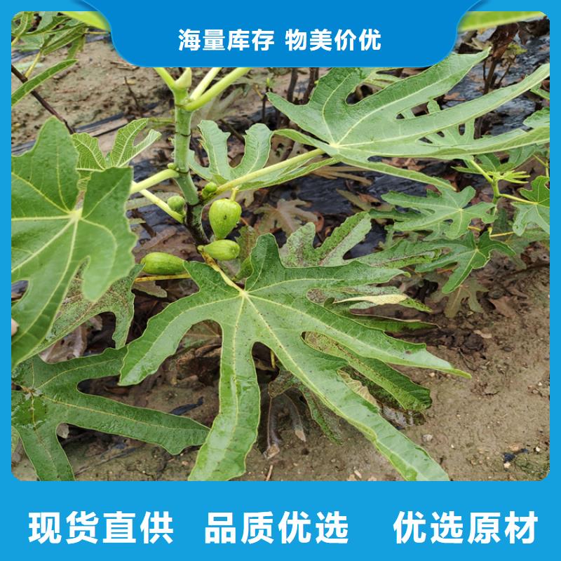 【无花果樱桃苗服务始终如一】细节决定品质