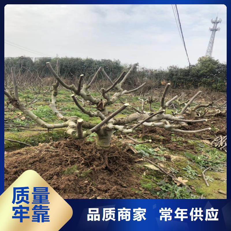 【无花果】板栗苗原厂制造本地供应商