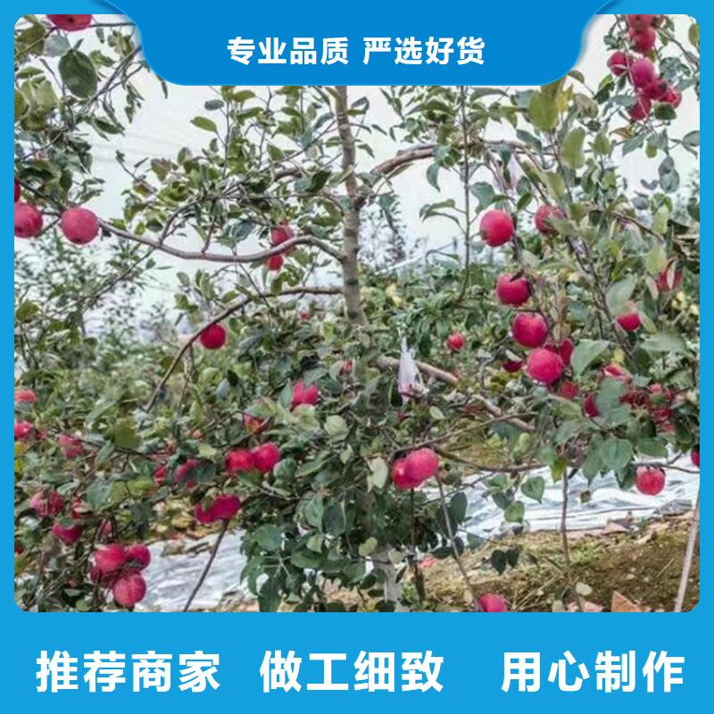 【苹果樱桃苗准时交付】同城货源